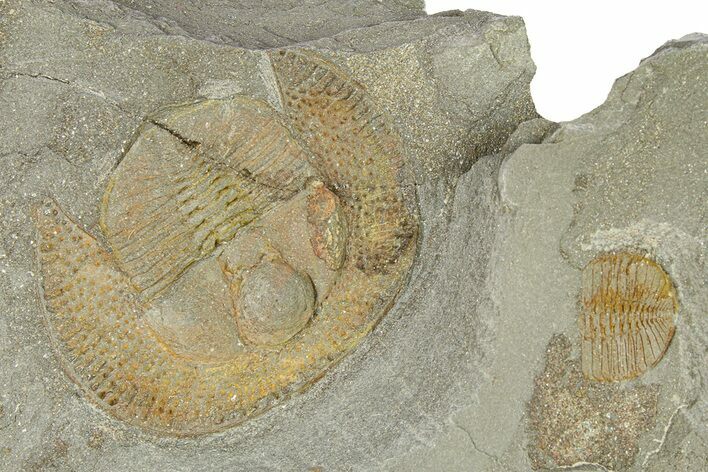 Trinucleid Trilobite (Declivolithus) - Mecissi, Morocco #283767